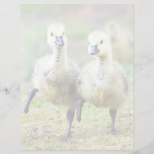 Cutest Baby Animals Canadian Goose Goslings