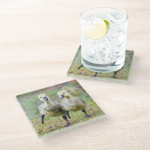 Cutest Baby Animals Canadian Goose Goslings Glass Coaster