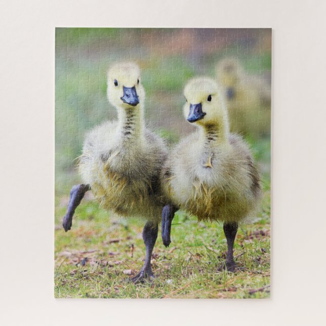 Cutest Baby Animals | Canadian Goose Goslings Jigsaw Puzzle (Vertical)