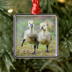 Cutest Baby Animals Canadian Goose Goslings Metal Ornament