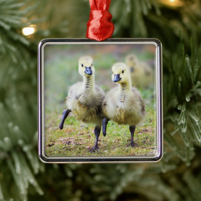 Cutest Baby Animals | Canadian Goose Goslings Metal Ornament (Tree)