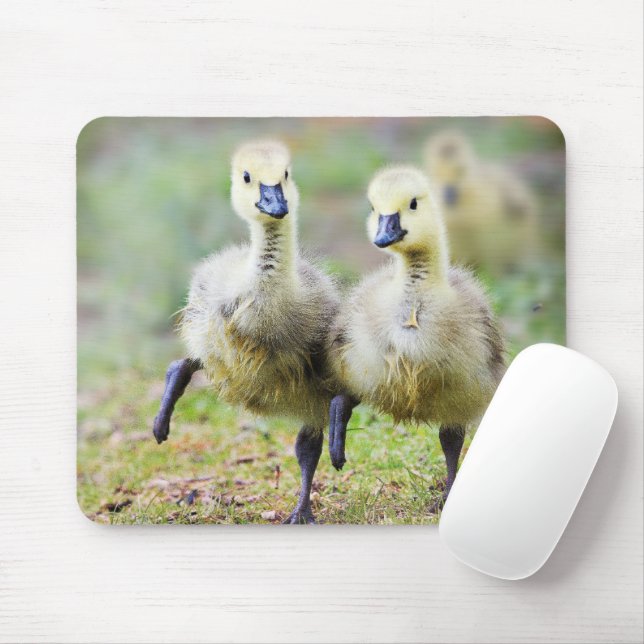 Cutest Baby Animals | Canadian Goose Goslings Mouse Pad (With Mouse)