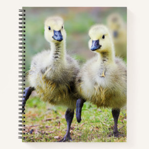 Cutest Baby Animals   Canadian Goose Goslings Notebook