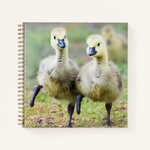 Cutest Baby Animals Canadian Goose Goslings Notebook