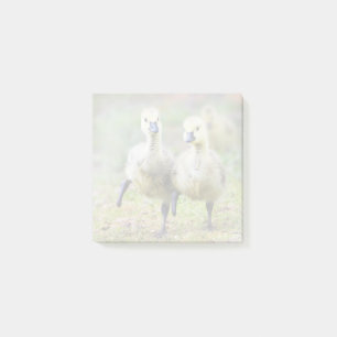 Cutest Baby Animals Canadian Goose Goslings Post-it Notes