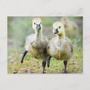 Cutest Baby Animals   Canadian Goose Goslings Postcard
