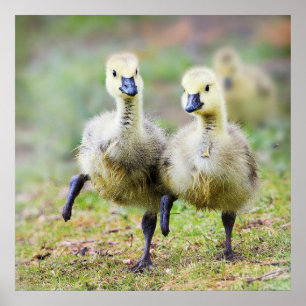 Cutest Baby Animals   Canadian Goose Goslings Poster
