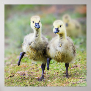 Cutest Baby Animals   Canadian Goose Goslings Poster