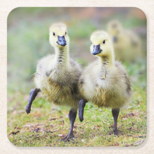 Cutest Baby Animals Canadian Goose Goslings Square Paper Coaster