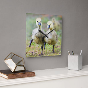 Cutest Baby Animals Canadian Goose Goslings Square Wall Clock