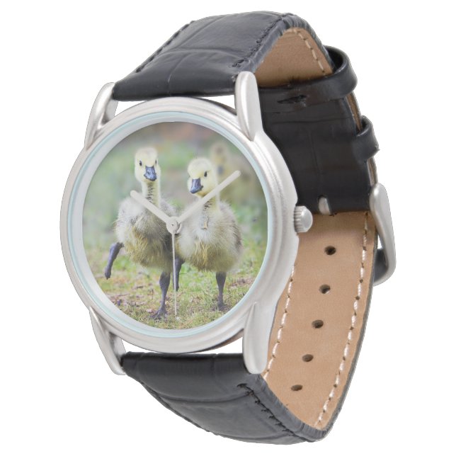Cutest Baby Animals | Canadian Goose Goslings Watch (Angled)