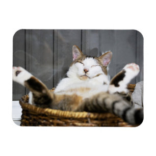 Cutest Baby Animals   Cat in Bed Magnet