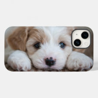 Cutest Baby Animals | Cavashon Puppy