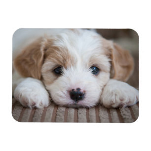 Cutest Baby Animals Cavashon Puppy Magnet