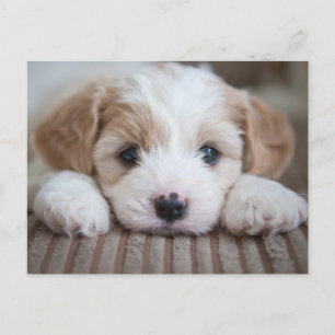 Cutest Baby Animals Cavashon Puppy Postcard