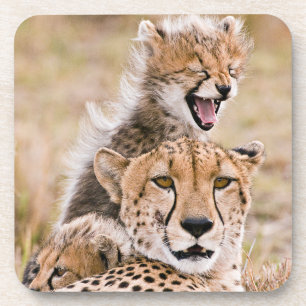 Cutest Baby Animals Cheetah Cat & Cub Coaster