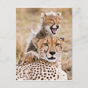 Cutest Baby Animals   Cheetah Cat & Cub Postcard