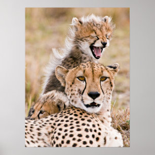 Cutest Baby Animals   Cheetah Cat & Cub Poster