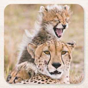Cutest Baby Animals Cheetah Cat & Cub Square Paper Coaster