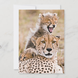 Cutest Baby Animals   Cheetah Cat & Cub Thank You Card