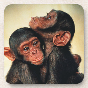 Cutest Baby Animals   Chimpanzee Hug Coaster