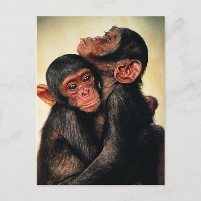 Cutest Baby Animals | Chimpanzee Hug Postcard (Front)