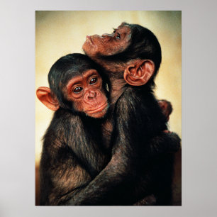 Cutest Baby Animals Chimpanzee Hug Poster