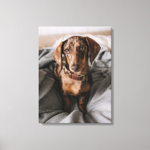 Cutest Baby Animals Chocolate Dapple Dachshund Canvas Print
