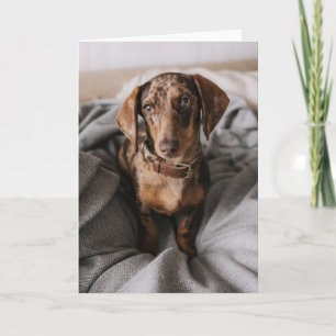 Cutest Baby Animals   Chocolate Dapple Dachshund Card