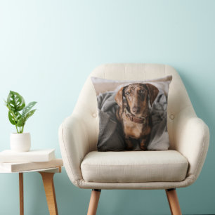 Cutest Baby Animals   Chocolate Dapple Dachshund Cushion