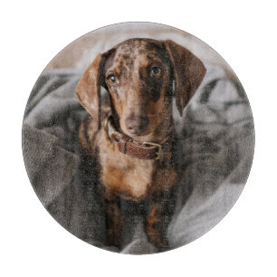 Cutest Baby Animals   Chocolate Dapple Dachshund Cutting Board