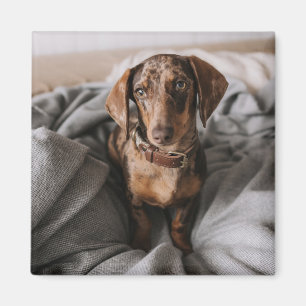 Cutest Baby Animals   Chocolate Dapple Dachshund Magnet