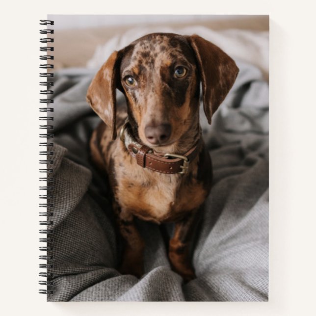 Cutest Baby Animals | Chocolate Dapple Dachshund Notebook (Front)