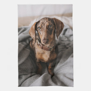 Cutest Baby Animals   Chocolate Dapple Dachshund Tea Towel