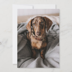 Cutest Baby Animals   Chocolate Dapple Dachshund Thank You Card