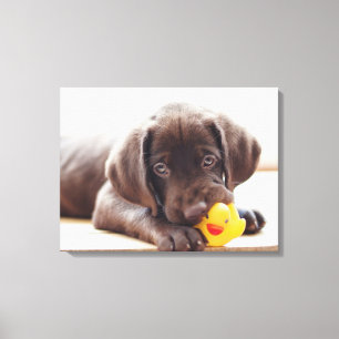 Cutest Baby Animals Chocolate Labrador Puppy Canvas Print