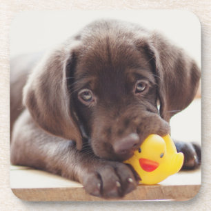 Cutest Baby Animals Chocolate Labrador Puppy Coaster