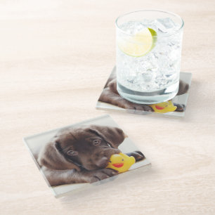 Cutest Baby Animals   Chocolate Labrador Puppy Glass Coaster