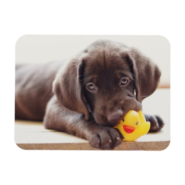Cutest Baby Animals | Chocolate Labrador Puppy Magnet (Horizontal)