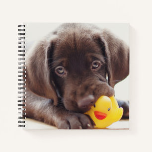 Cutest Baby Animals   Chocolate Labrador Puppy Notebook