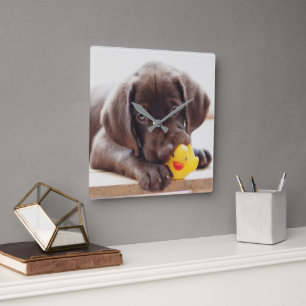 Cutest Baby Animals Chocolate Labrador Puppy Square Wall Clock