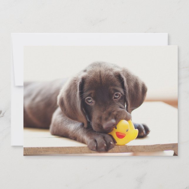 Cutest Baby Animals | Chocolate Labrador Puppy Thank You Card (Front)