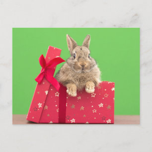 Cutest Baby Animals Christmas Holiday Bunny Postcard