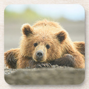 Cutest Baby Animals   Coastal Brown Bear Cub Coaster