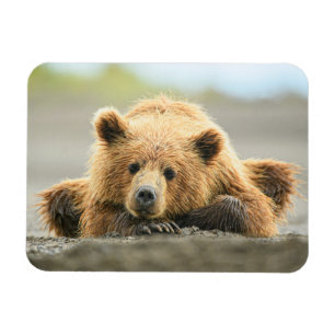 Cutest Baby Animals   Coastal Brown Bear Cub Magnet