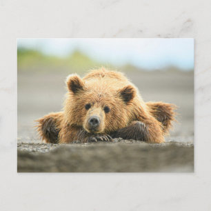 Cutest Baby Animals Coastal Brown Bear Cub Postcard