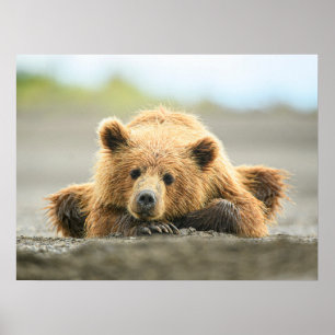 Cutest Baby Animals   Coastal Brown Bear Cub Poster