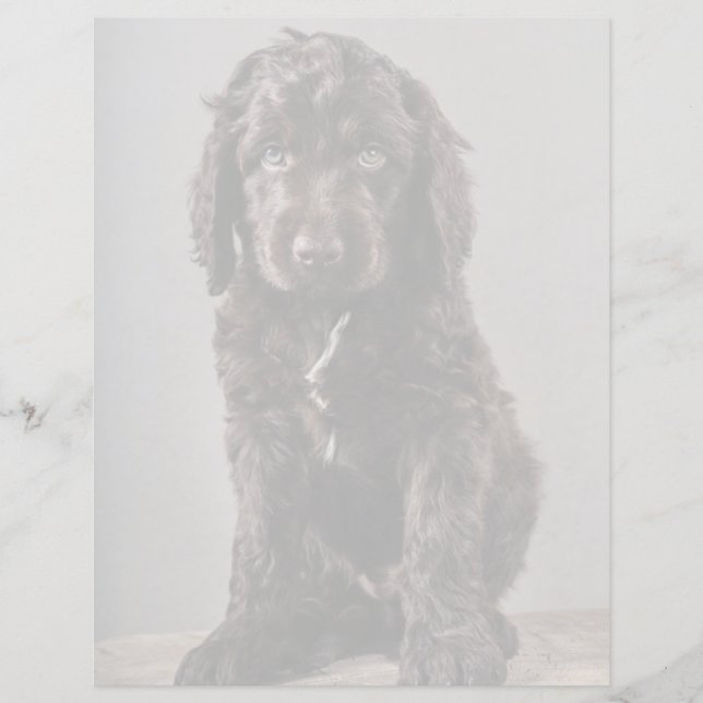 Cutest Baby Animals | Cockapoo Puppy (Front)