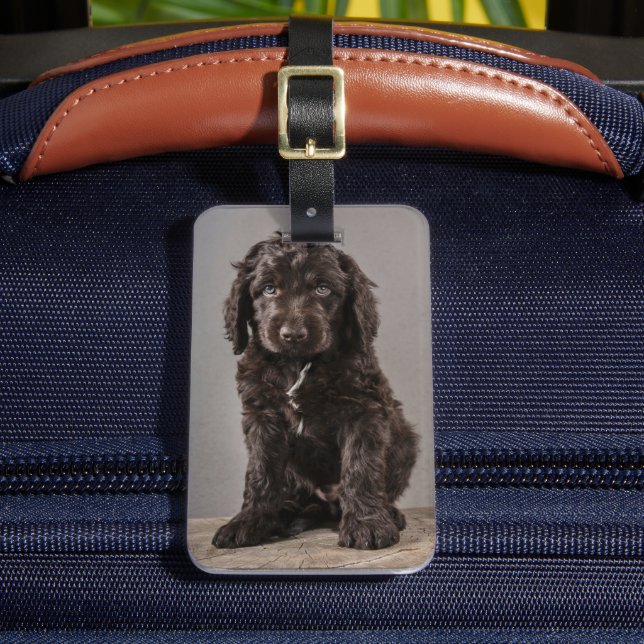 Cutest Baby Animals | Cockapoo Puppy Luggage Tag (Front Insitu 2)