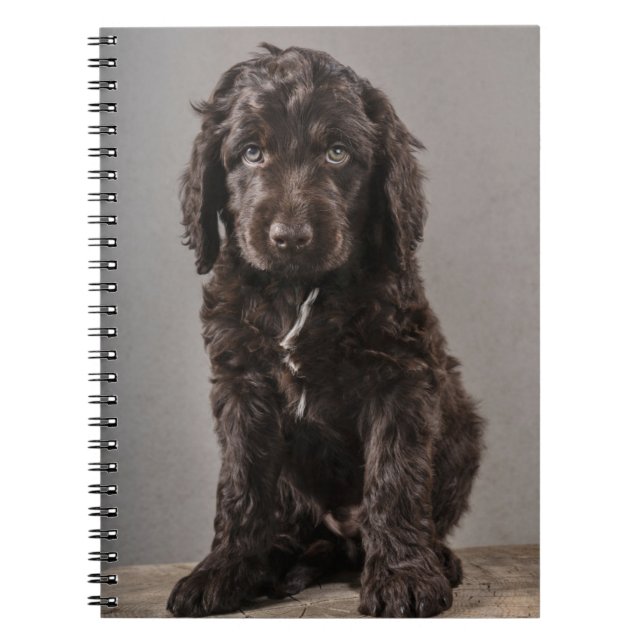 Cutest Baby Animals | Cockapoo Puppy Notebook (Front)